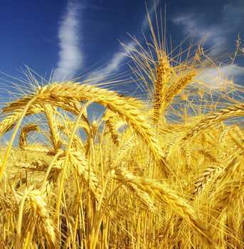 מסיבות שבועות 2022  - אתר מפגשים ובילויים